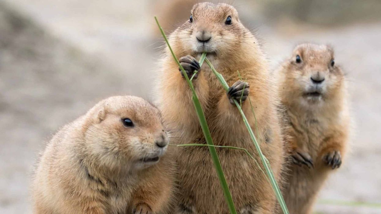 Read interesting black-tailed prairie dog facts to know more about this endangered species.