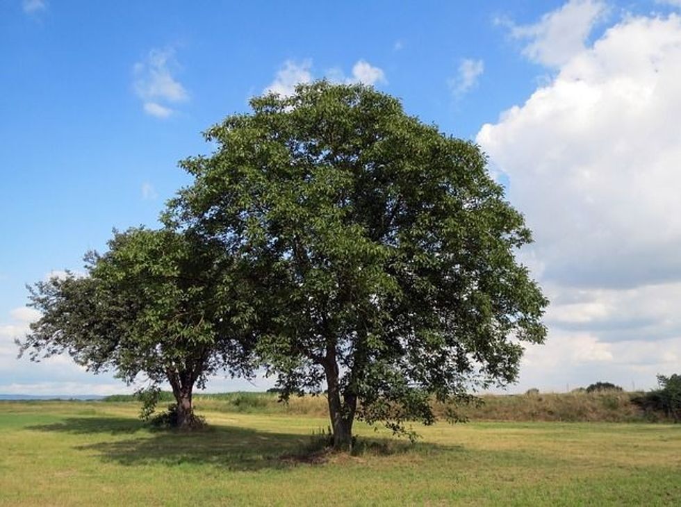 Read interesting English walnut tree facts here.