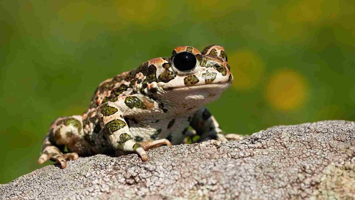 Read interesting European green toad facts here