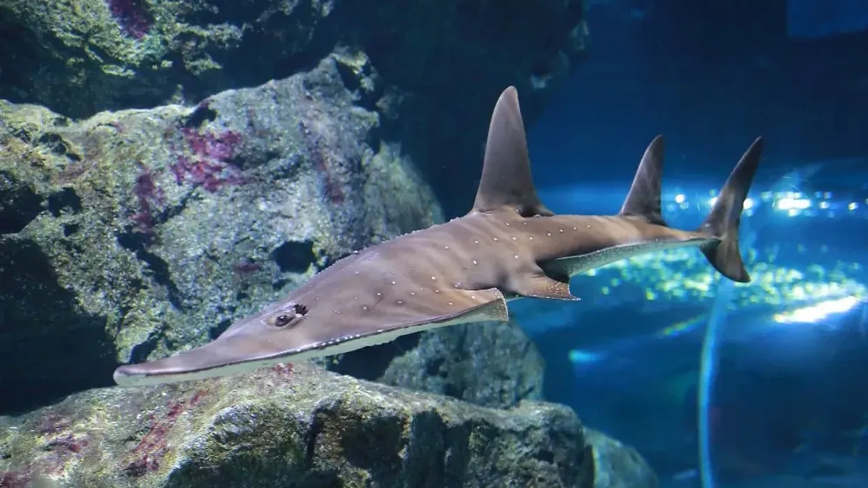 Read interesting giant guitarfish facts.
