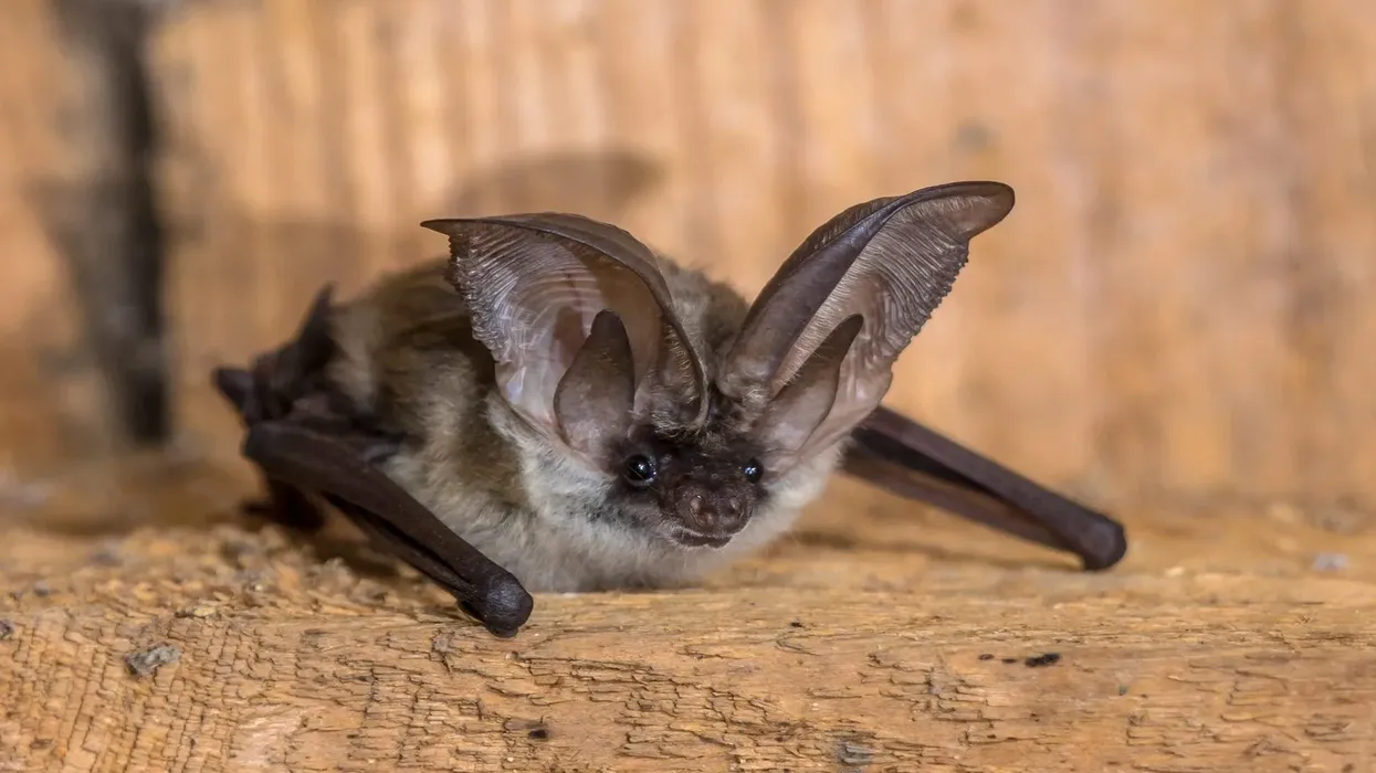 Read interesting grey long-eared bat facts like conservation status, distribution, range, and habitat.