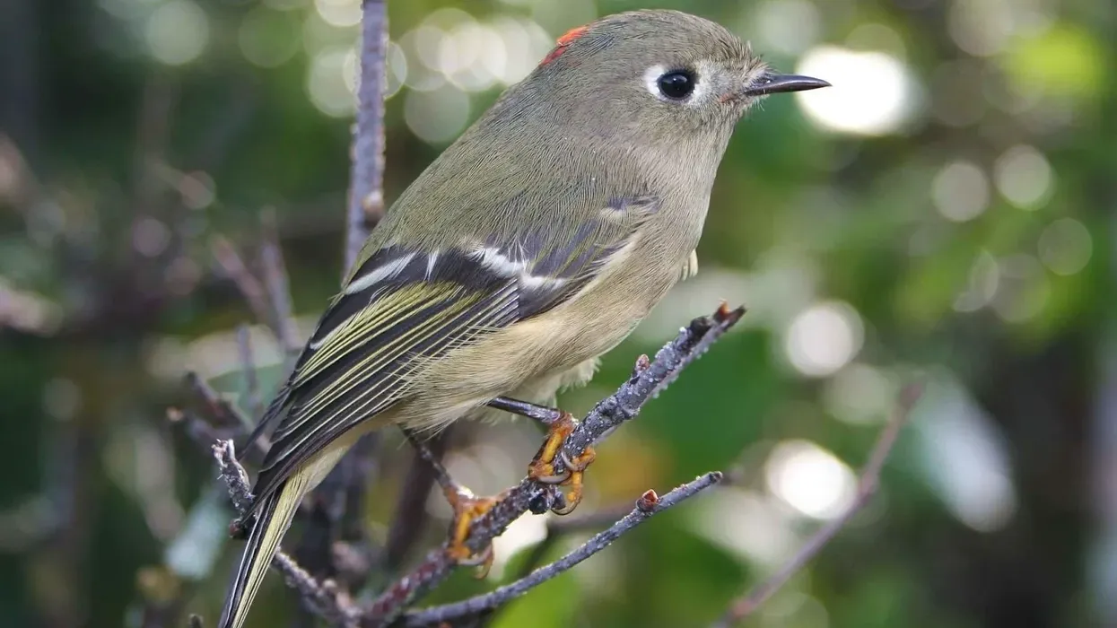 Read interesting kinglet bird facts for kids including food habits, wintering, or range, and compare with similar species.