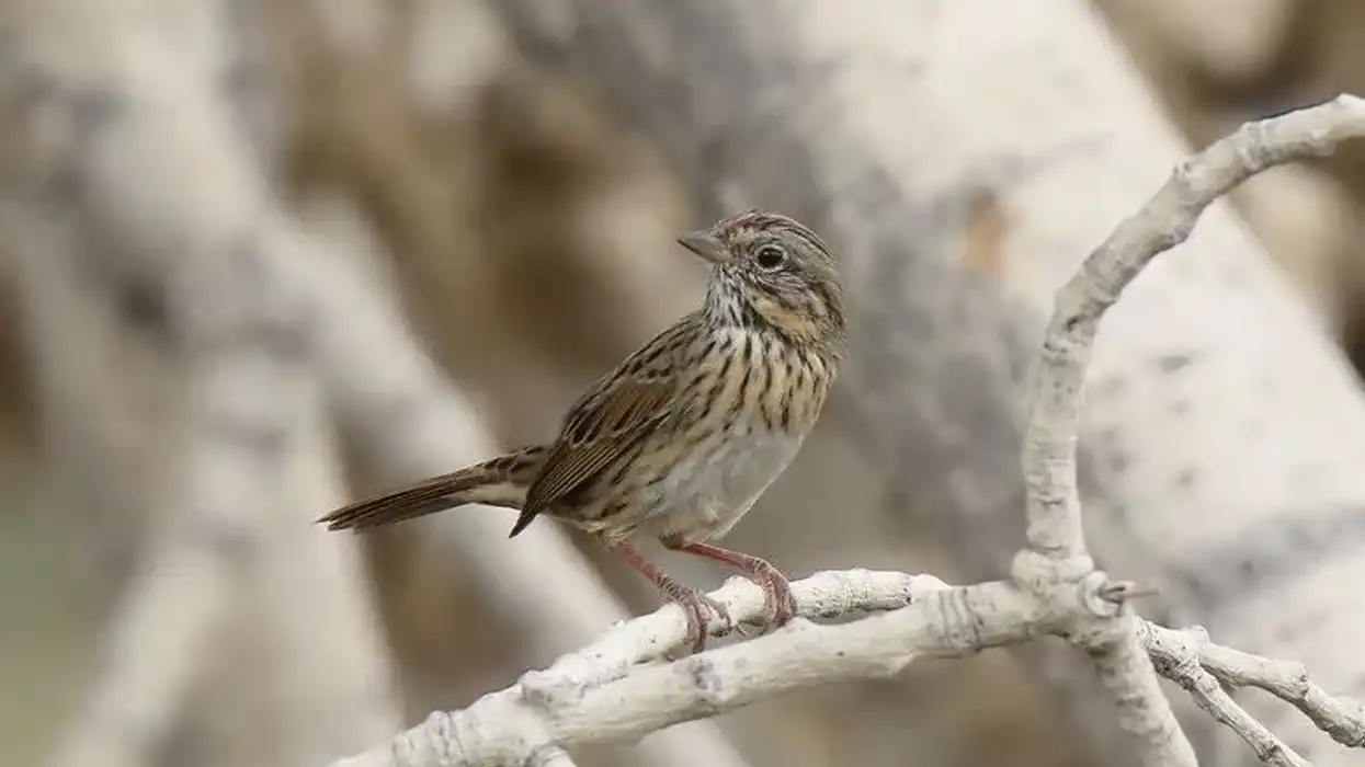 Read Lincoln's sparrow facts to know more about the breeding season of these North American birds.