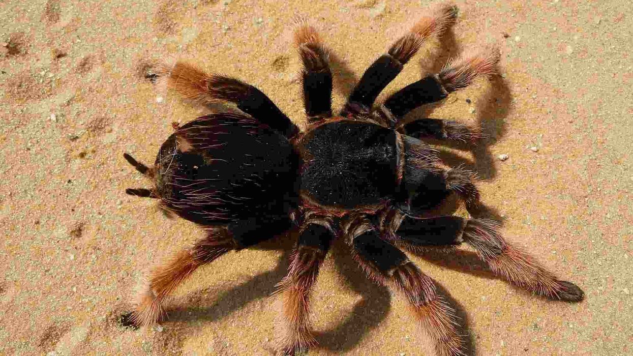 Read Mexican red-knee tarantula facts to know more about this arthropod.