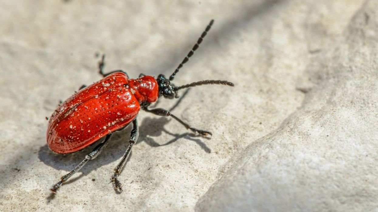 Read more amazing red lily beetle facts on Kidadl