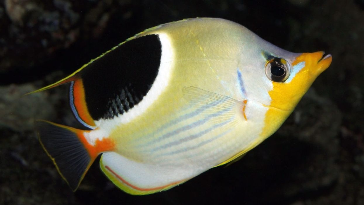 Read more amazing saddle butterflyfish facts.