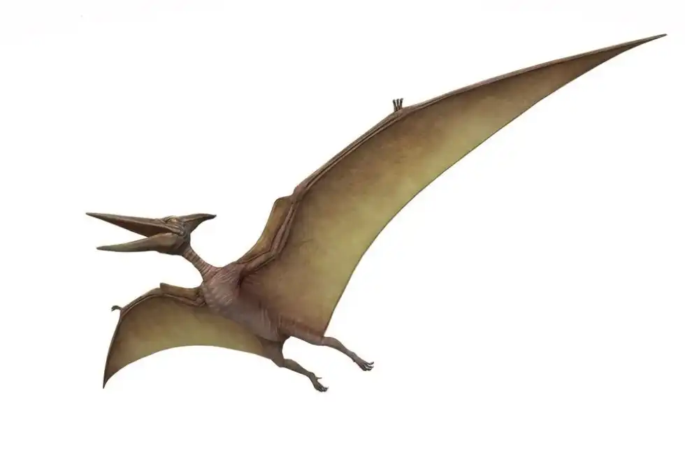 Read more Batrachognathus facts here.
