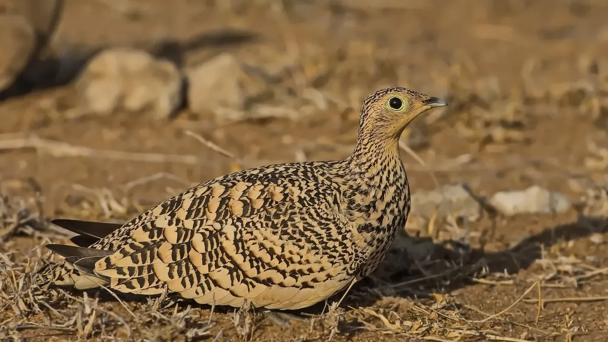 Read more chestnut-bellied sandgrouse facts here.