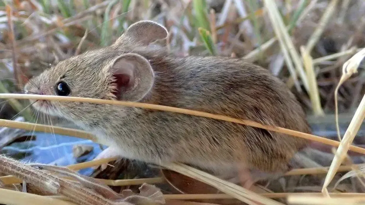 Read more fun Algerian mouse facts here.