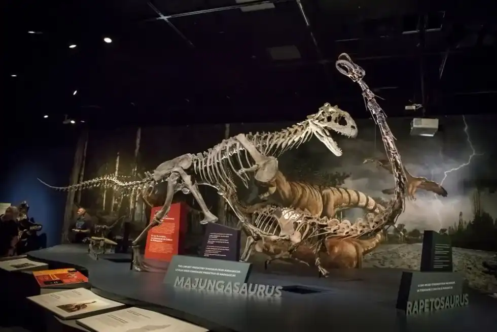 Read more fun and interesting Rapetosaurus facts here.