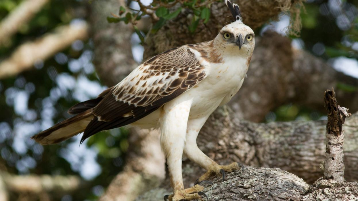 Read more fun changeable hawk-eagle facts here.