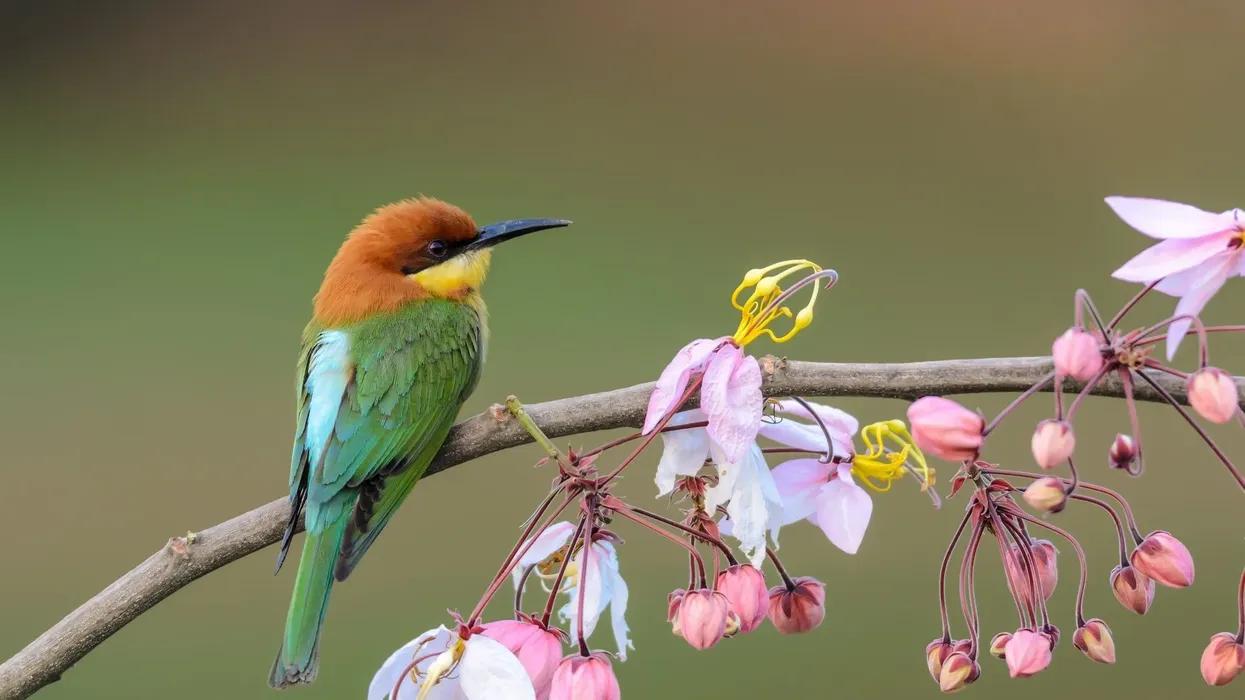 Read more fun chestnut-headed bee-eater facts here.