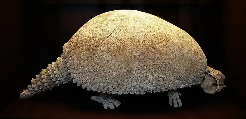 Read more fun Glyptodon facts here.
