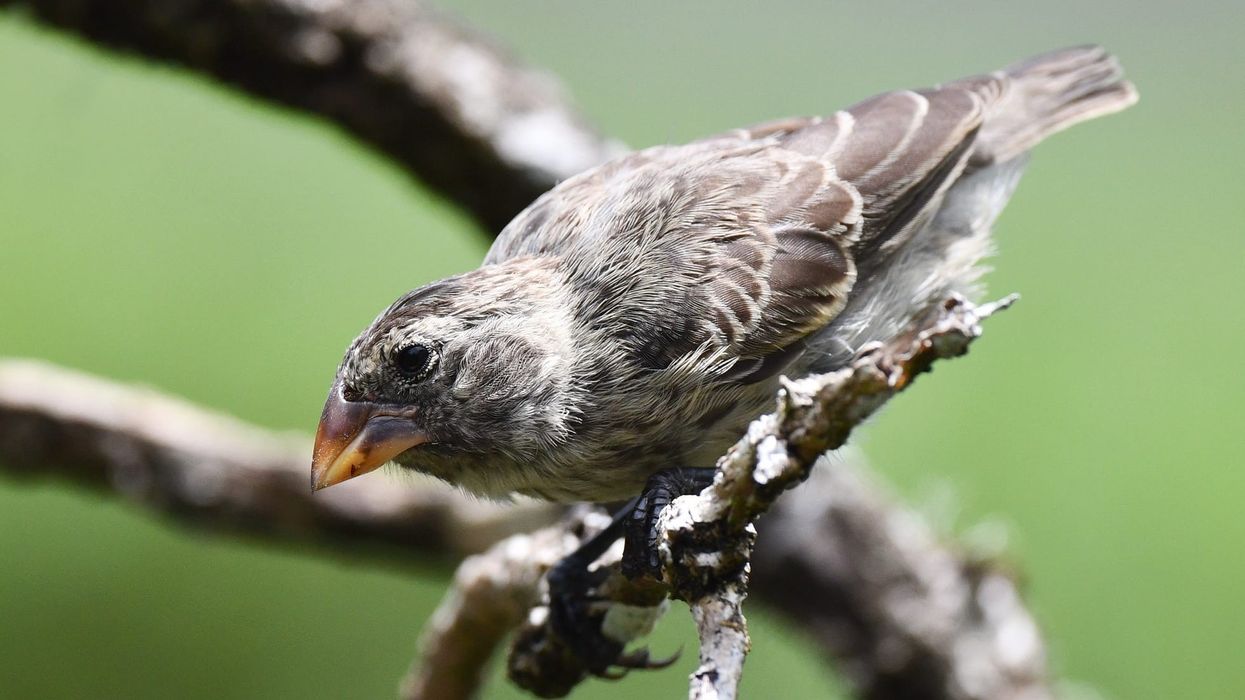 Read more fun large tree finch facts.