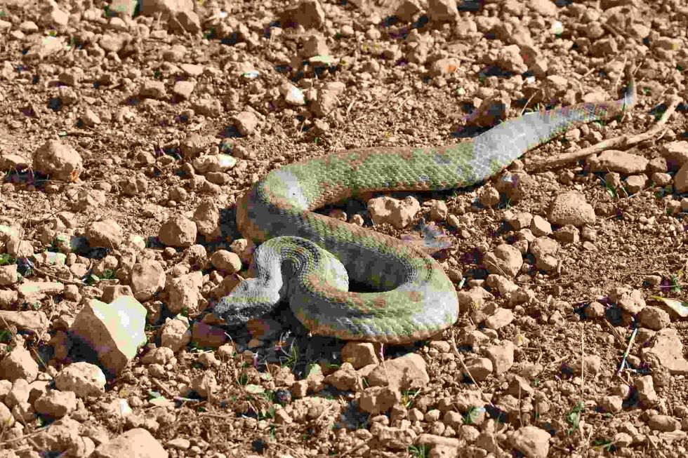 Fun Levantine Viper Facts For Kids Kidadl fun-levantine-viper-facts-for-kids-kidadl