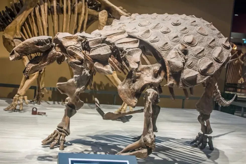 Read more fun Liaoningosaurus facts here.