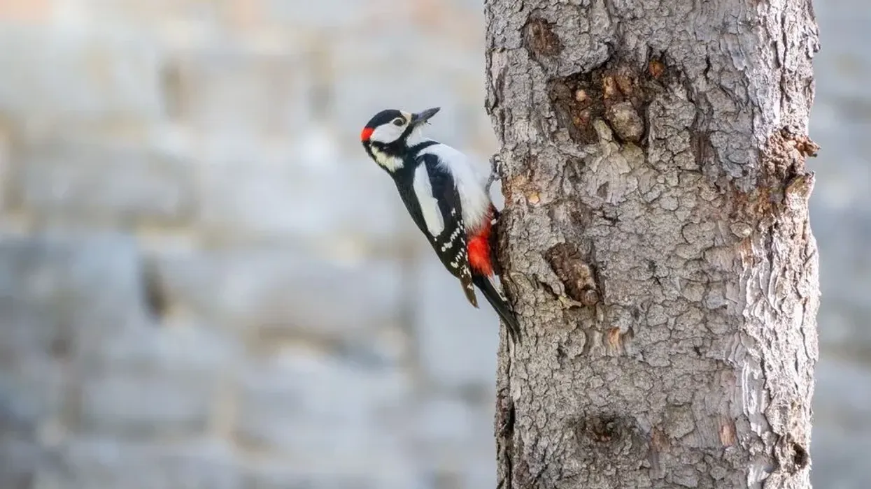 Read more fun little woodpecker facts here.