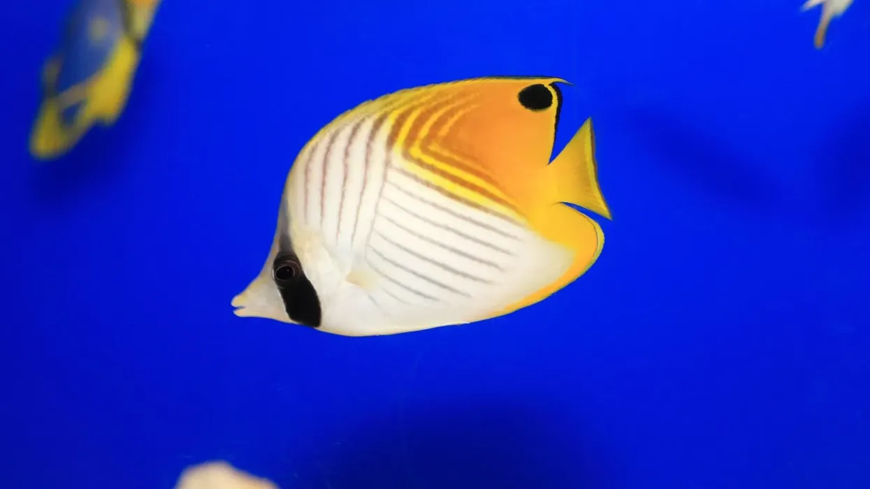Read more fun threadfin butterflyfish facts here.