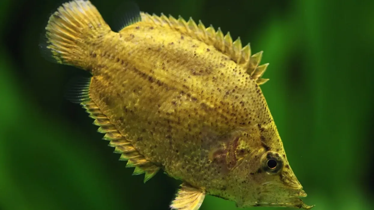 Read more interesting Amazon leaf fish facts here.