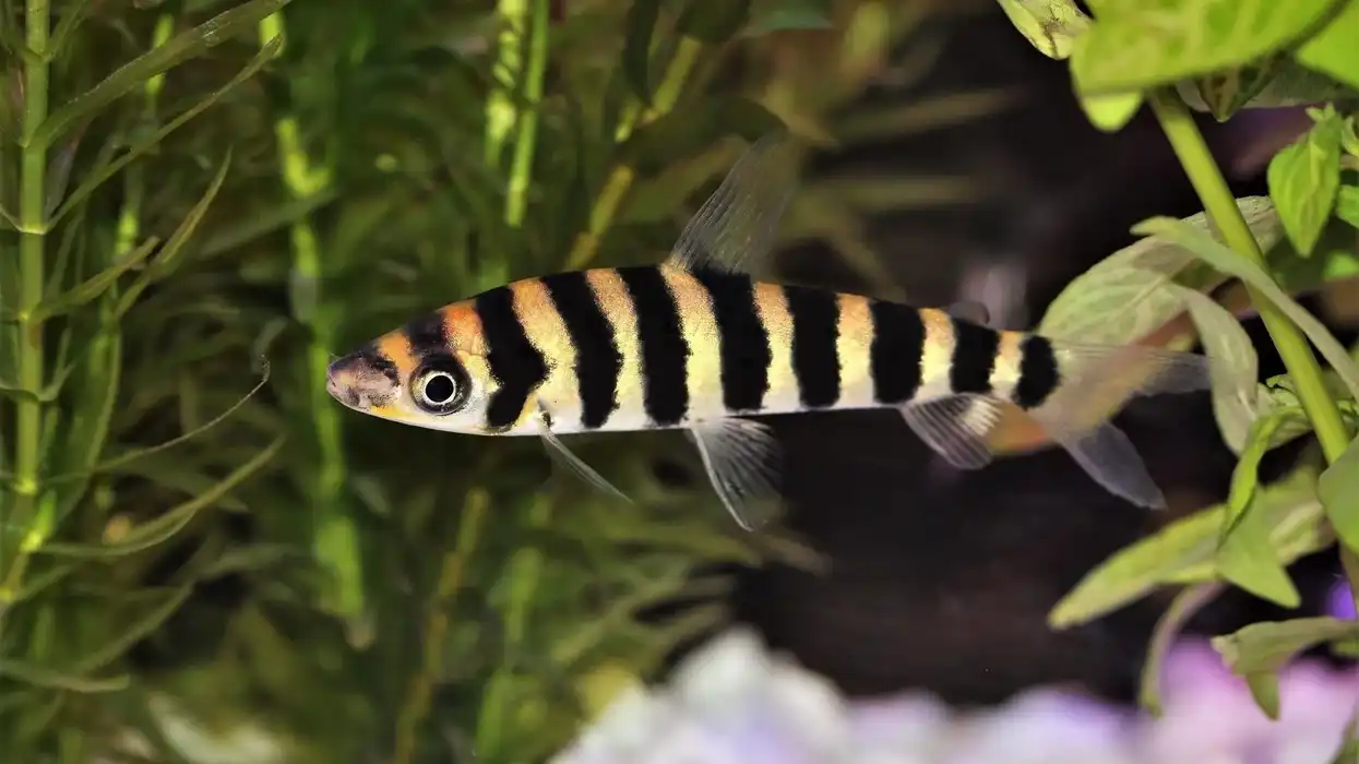 Read more interesting and amazing black-banded leporinus facts here on Kidadl.