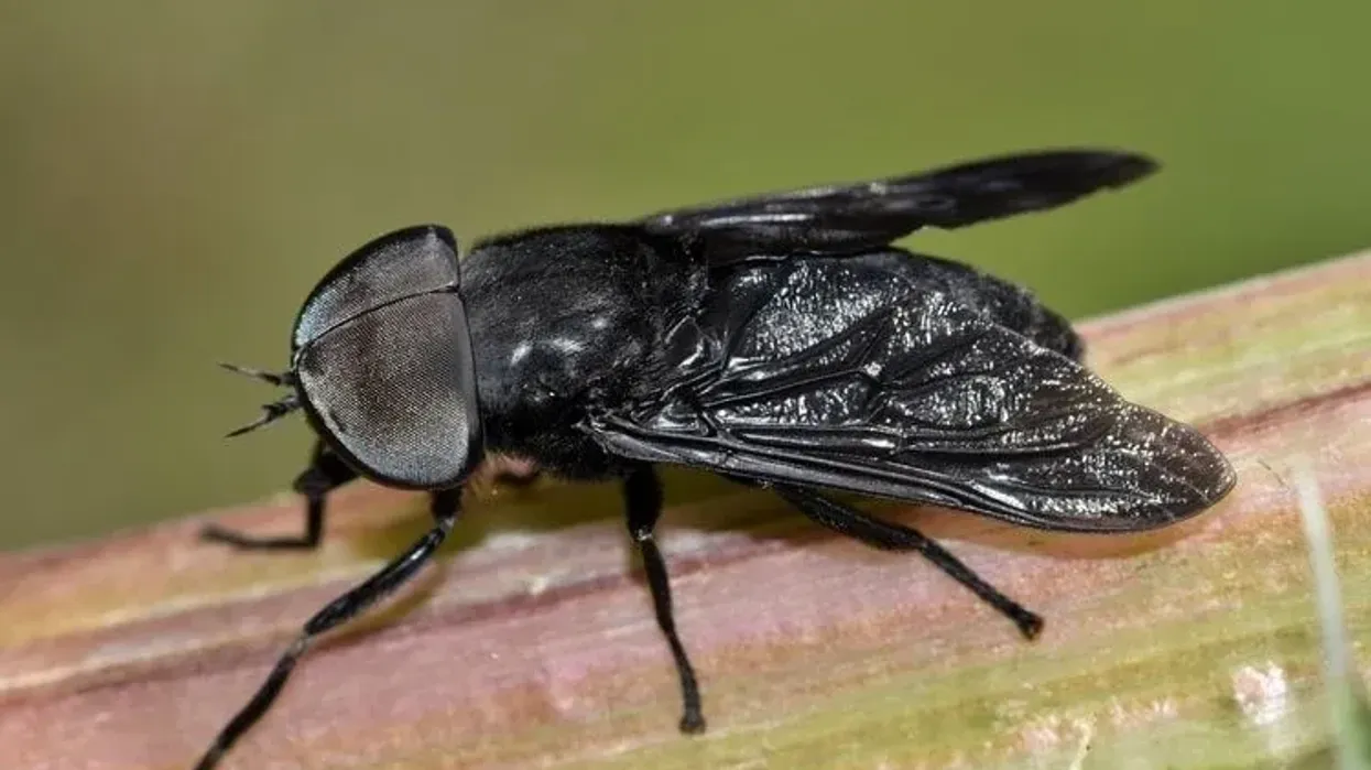 Read more interesting black horse-fly facts here.