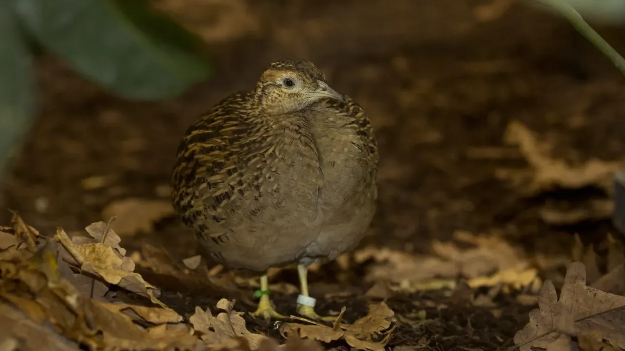 Read more interesting Chilean tinamou facts here.
