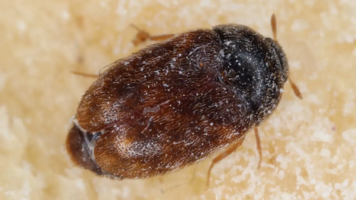Read more interesting khapra beetle facts here.