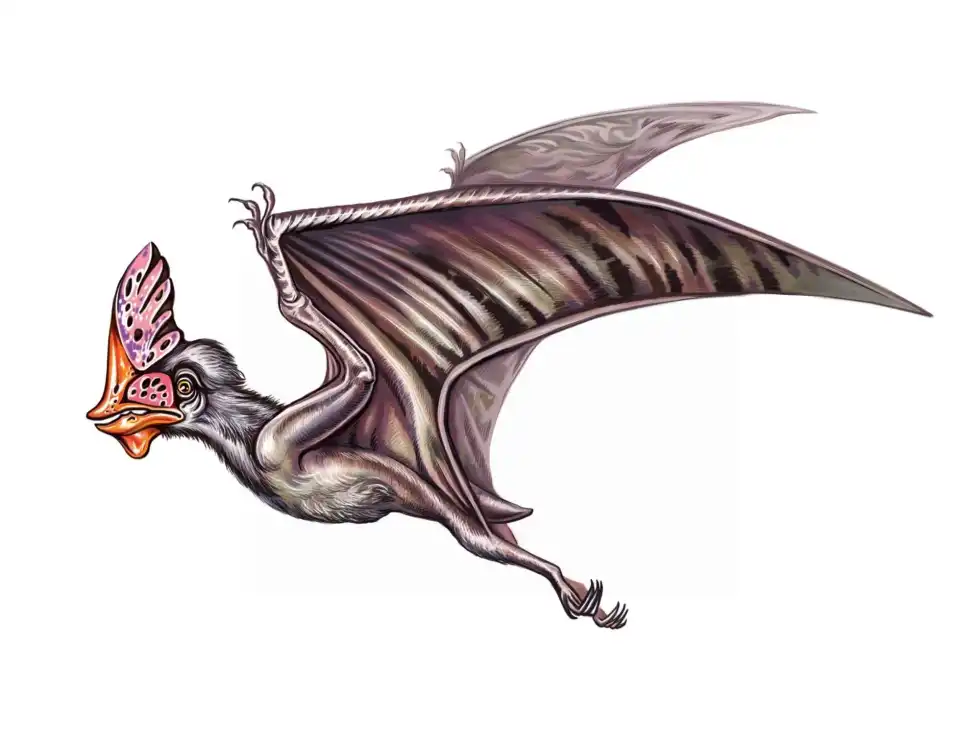 Read more interesting Sinopterus facts here.