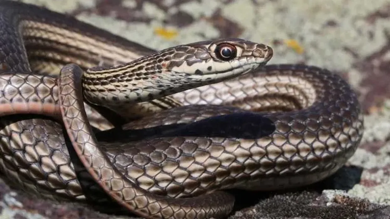 Read more interesting striped whipsnake facts