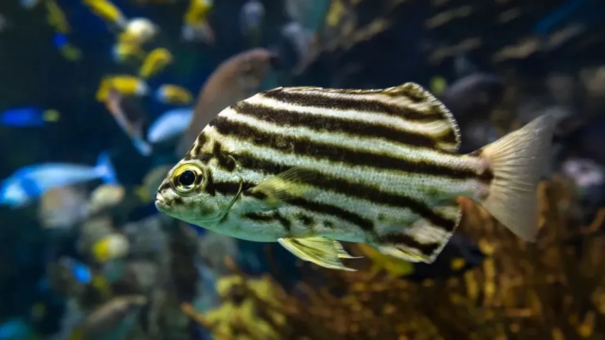 Read more interesting stripey fish facts about this sea chub that lives near coral reefs here on Kidadl.