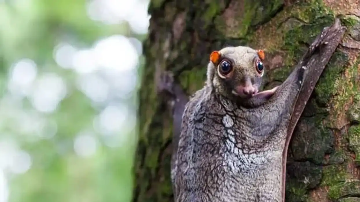 Read more interesting Sunda colugo facts for kids here on Kidadl