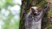 Read more interesting Sunda colugo facts for kids here on Kidadl
