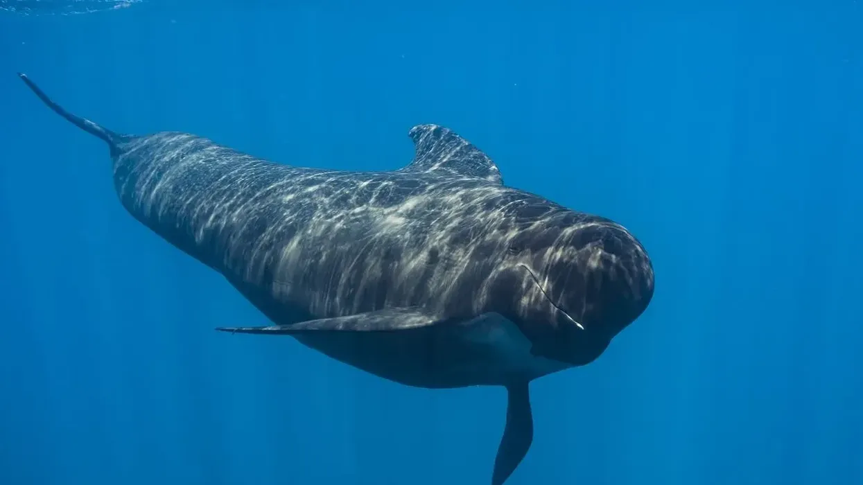 Read more long-finned pilot whale facts here on Kidadl.