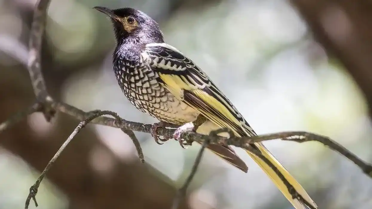 Read more regent honeyeater facts to know about the conservation efforts taken to save these birds in the world.