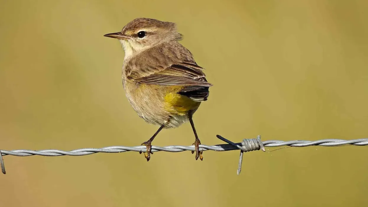 Read more to find out about the dull brown-olive colored Palm Warbler facts!