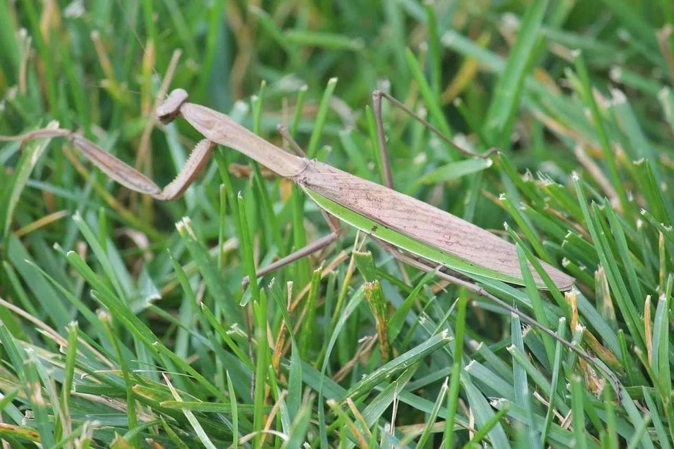 Read more to know if stick bugs can bite.