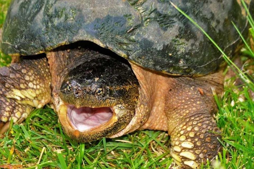 Read more to know if turtles have teeth.