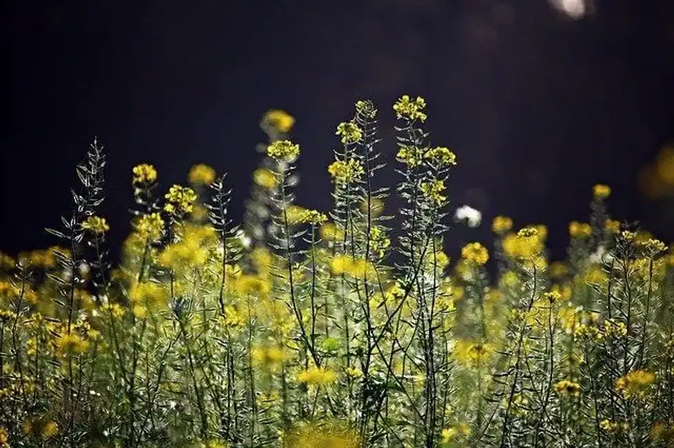 Read mustard facts to know more about ground mustard seeds and mustard plants.