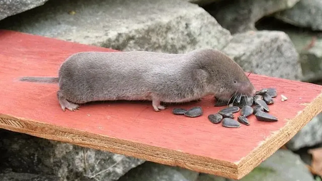 Read Northern short-tailed shrew facts to learn about the Blarina brevicauda.