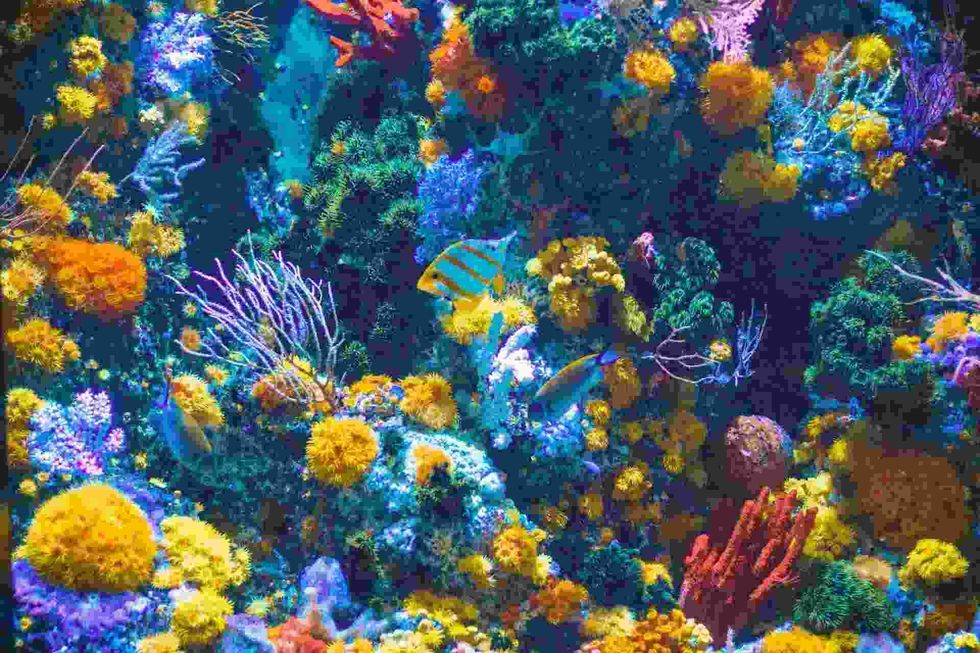 Read on and find out which animal is the biggest sea creature ever!