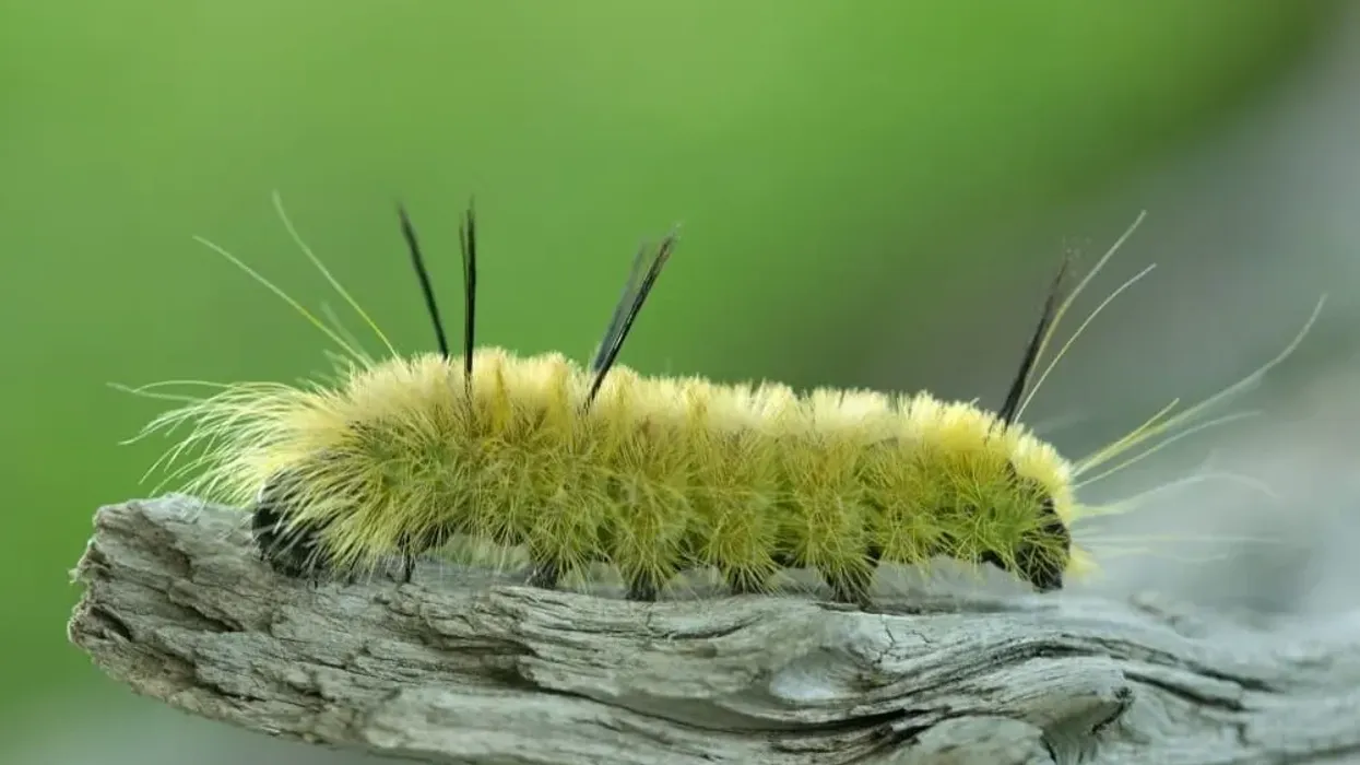 Read on for a variety of fun, quick American Dagger Moth facts, and don't forget to share it with your friends!