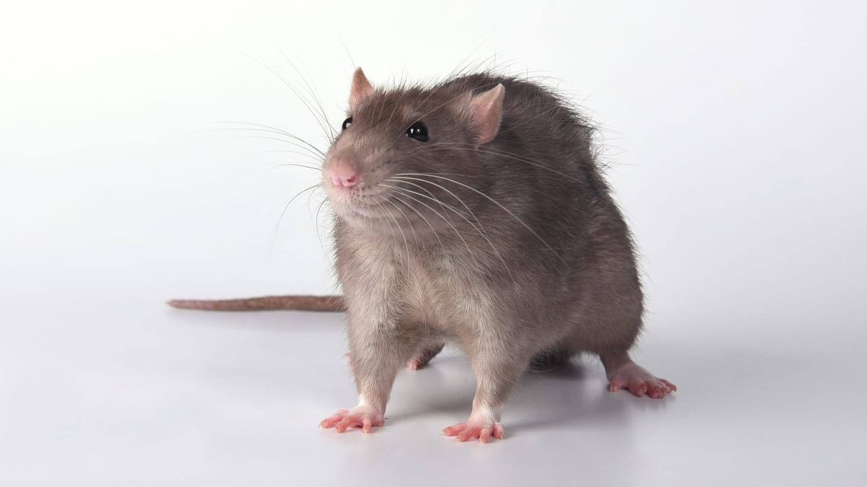 Read on for all the amazing facts about rats.