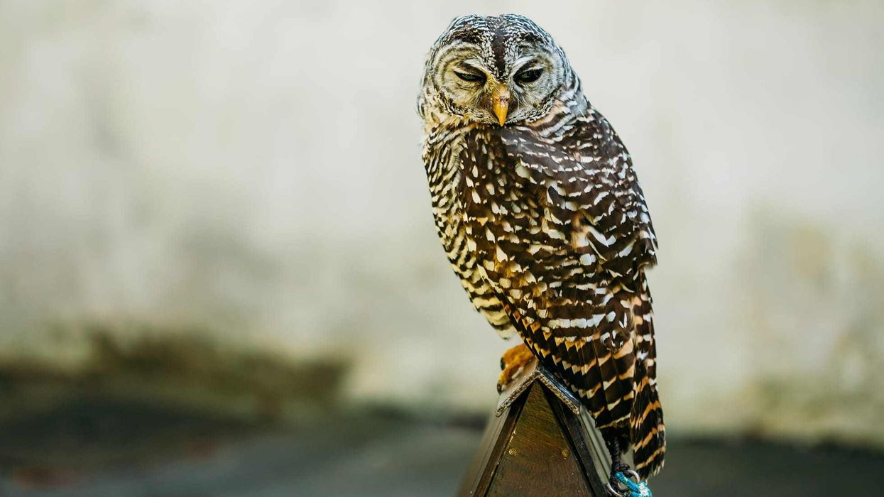 Read on for fantastic facts about Rufous Owl.