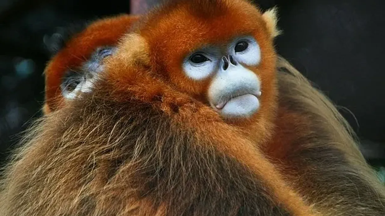 Read on for golden snub-nosed monkey facts!