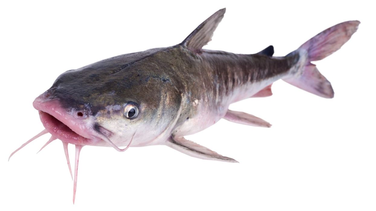 Read on for some amazing hardhead catfish facts!