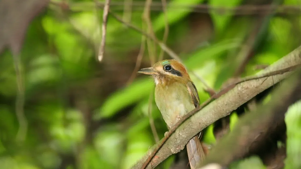 Read on for some fascinating tody motmot facts for kids that you will undoubtedly enjoy.