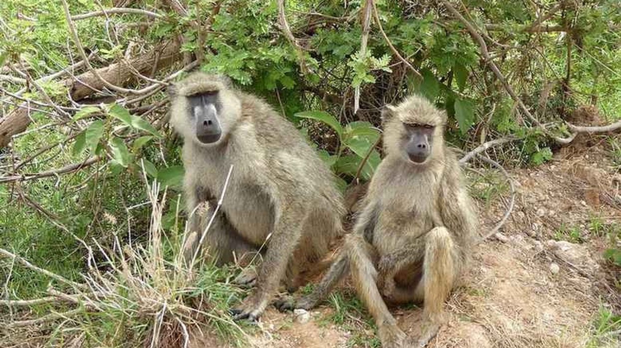 Read on for some fascinating Yellow baboon facts.