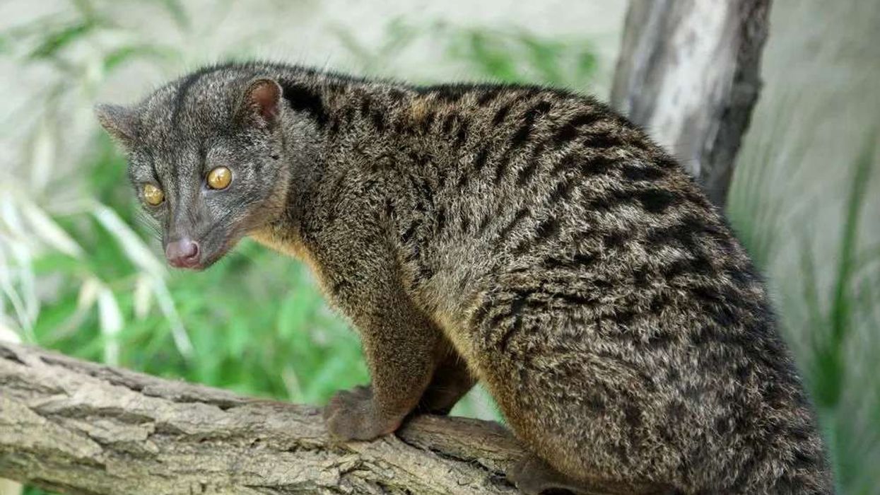 Read on for some fun African Palm Civet Facts for Kids! Make sure you share these with your friends too!