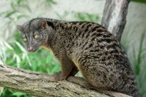 Read on for some fun African Palm Civet Facts for Kids! Make sure you share these with your friends too!