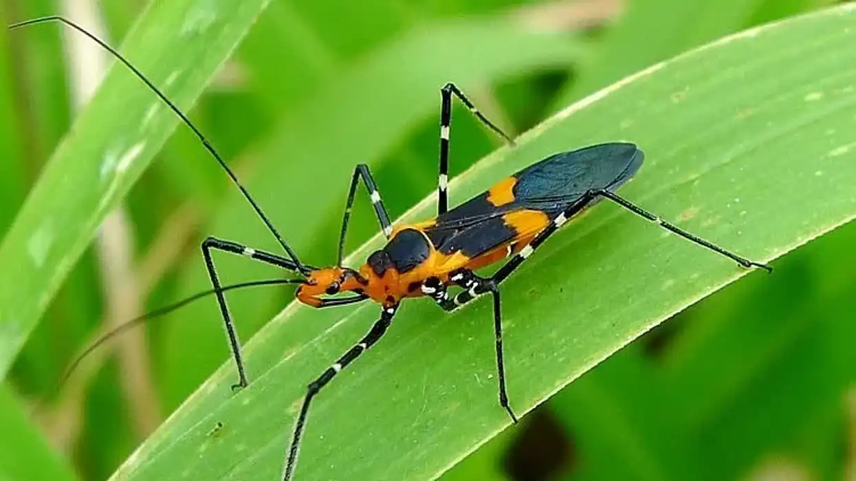 Read on for some great milkweed assassin bug facts